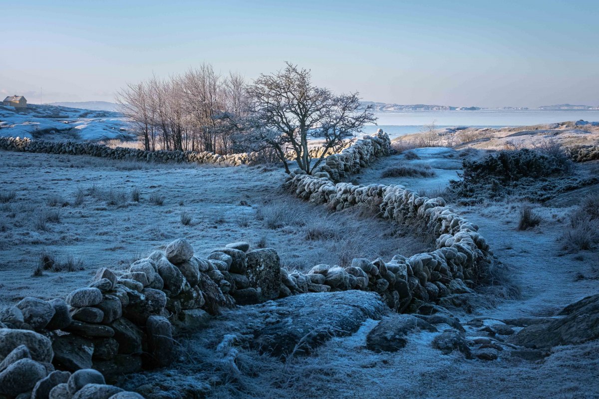 Blåkall frostmorgon, en stenmur slingrar sig mot havet där ljuset når fram (fotograf Hillevi Upmanis) 